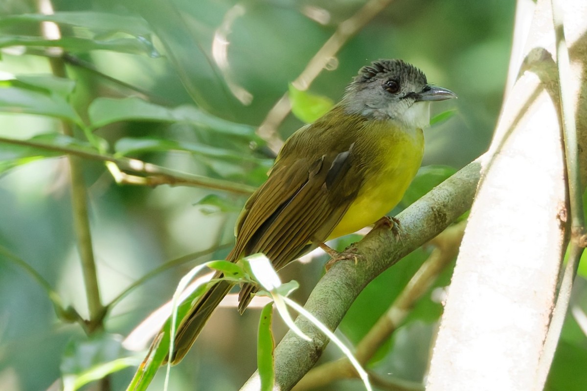 Yellow-bellied Bulbul - ML635278171