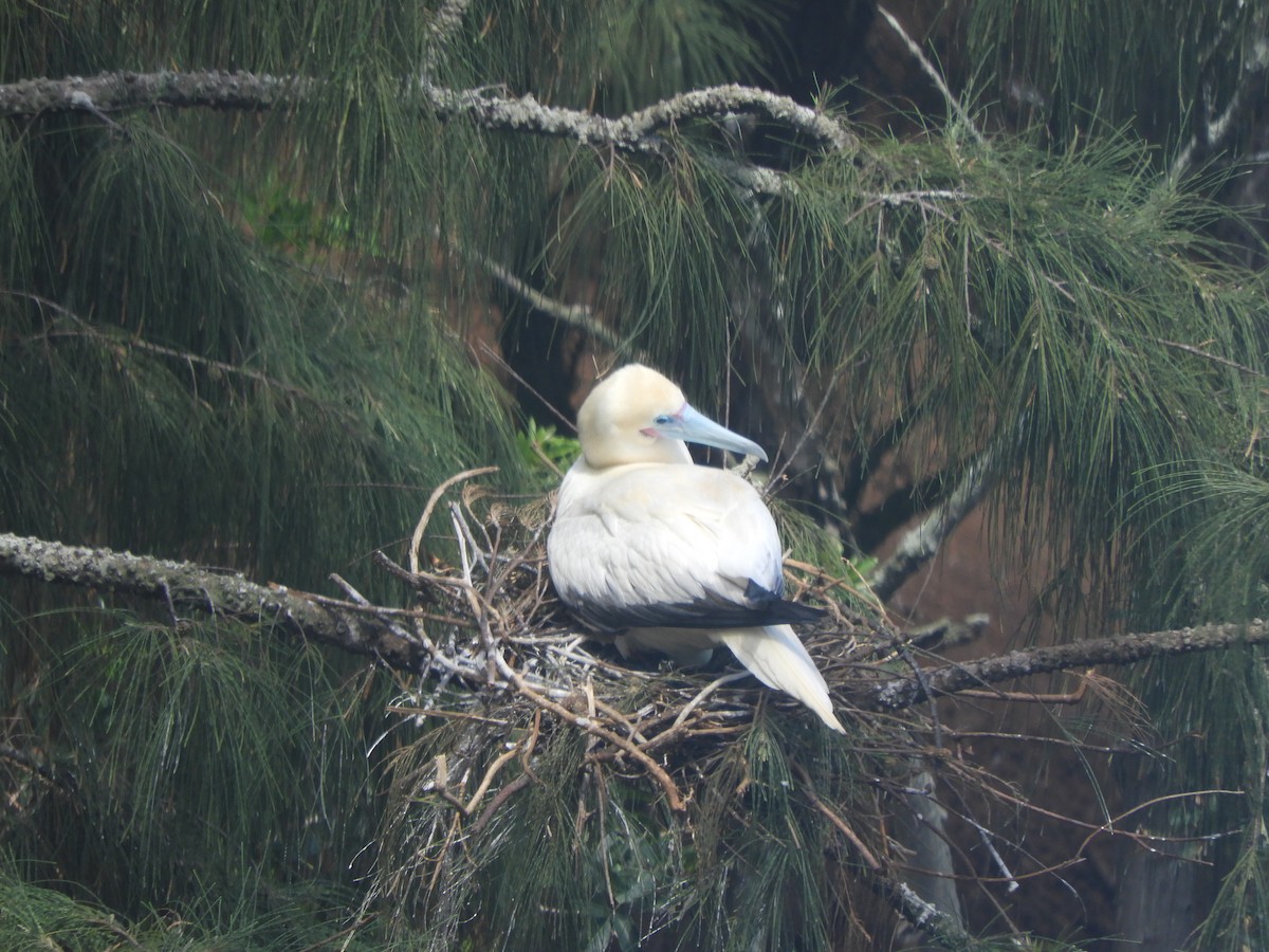 Red-footed Booby - ML635278192