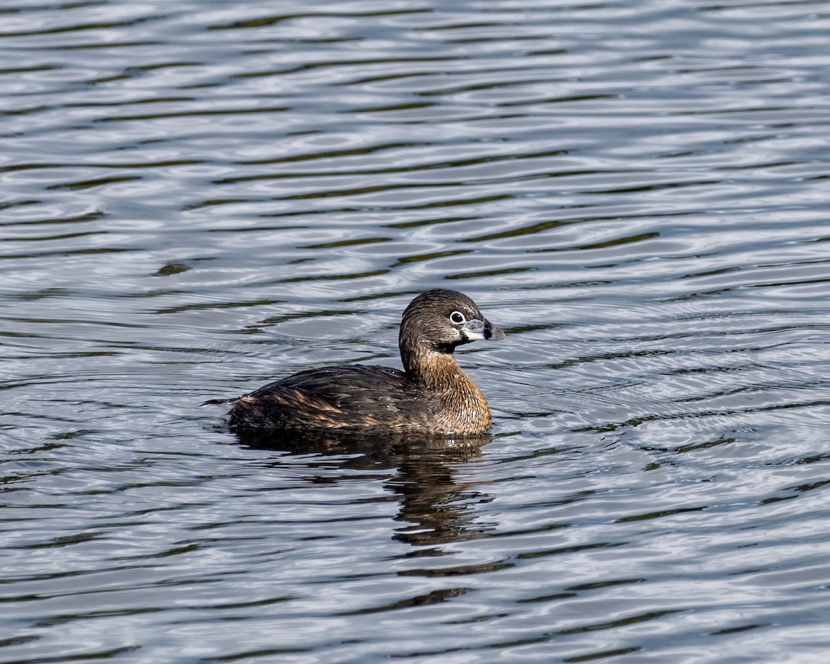 Pied-billed Grebe - ML635278203