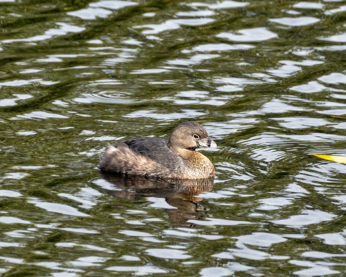 Pied-billed Grebe - ML635278204