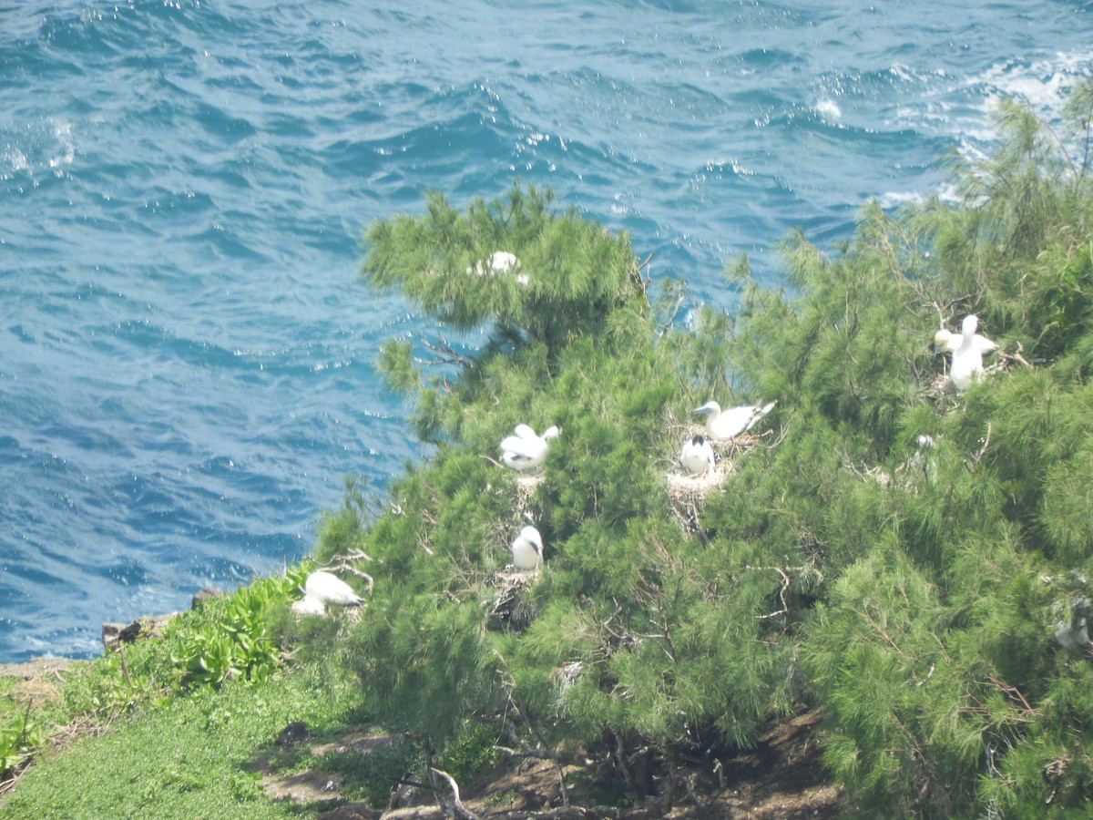 Red-footed Booby - ML635278219