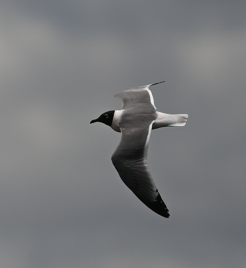 Franklin's Gull - ML635278246
