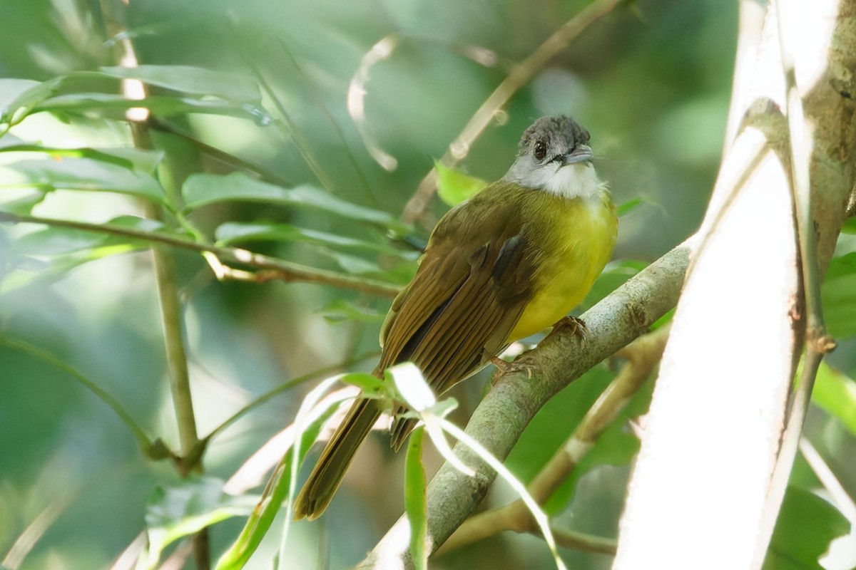 Yellow-bellied Bulbul - ML635278247