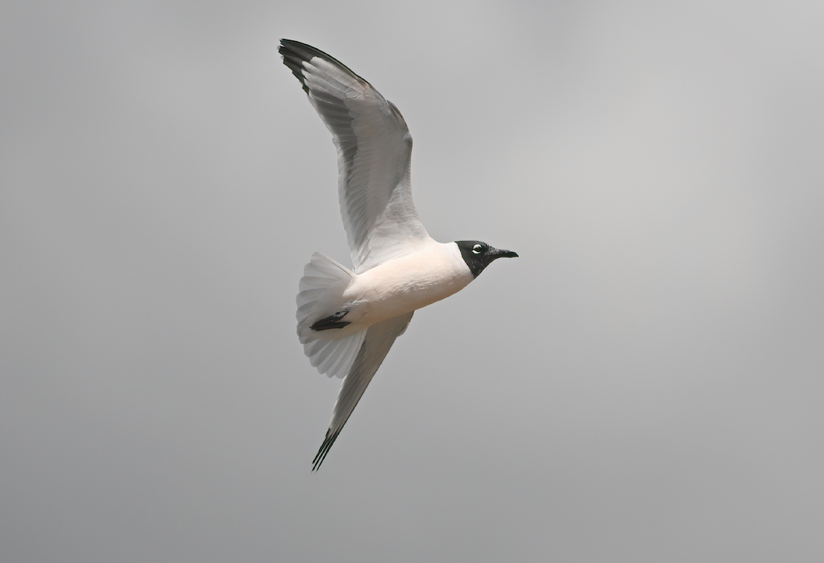 Franklin's Gull - ML635278256