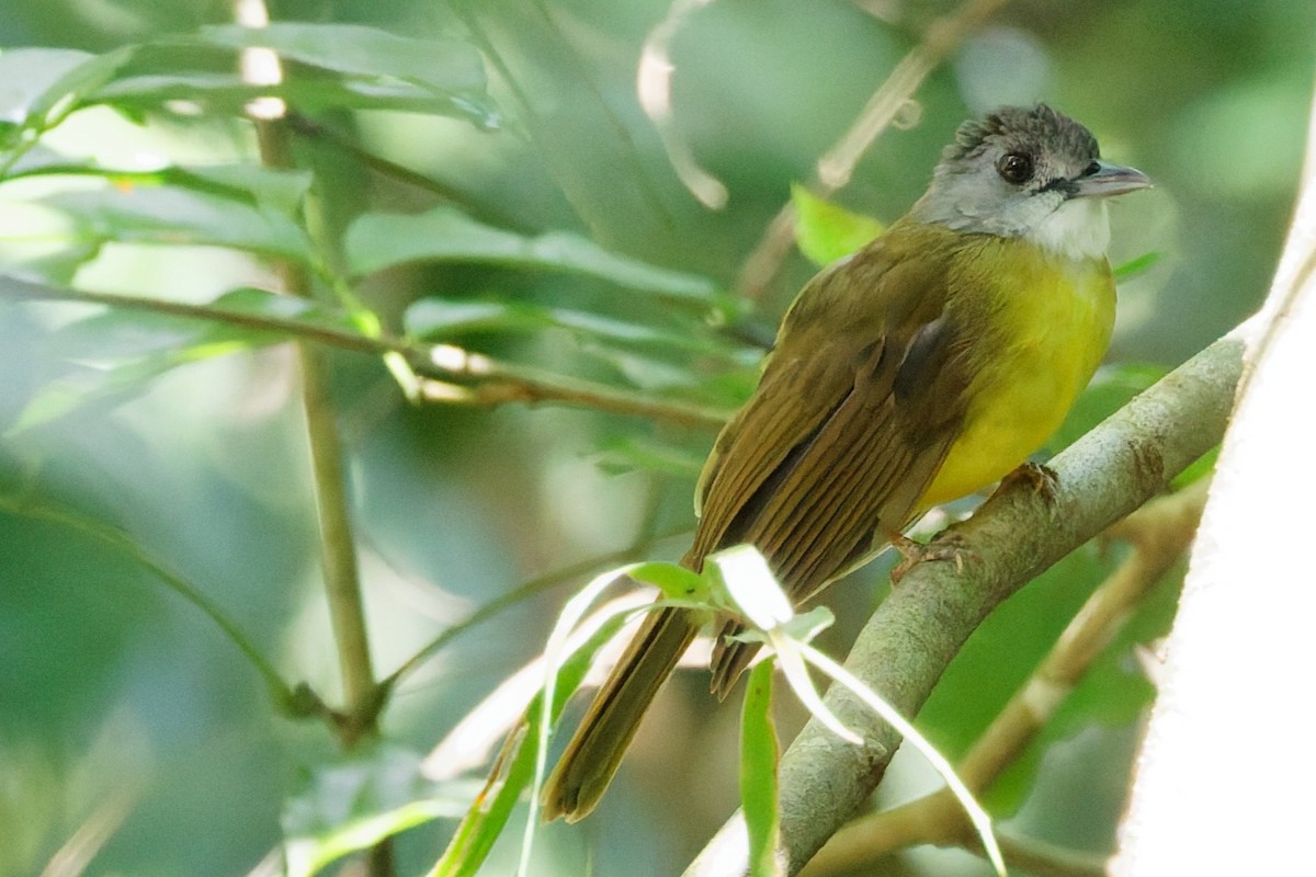 Yellow-bellied Bulbul - ML635278284