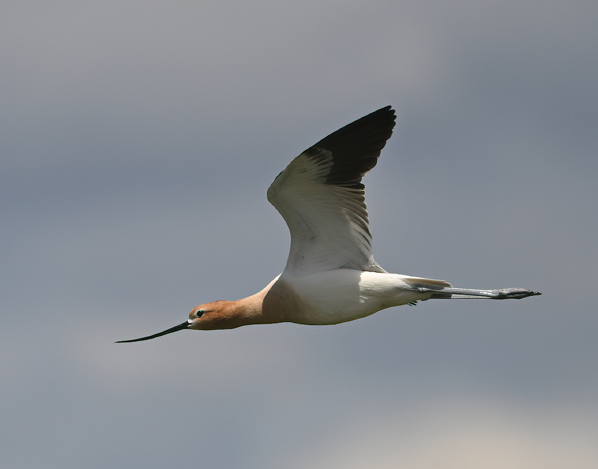 American Avocet - ML635278310