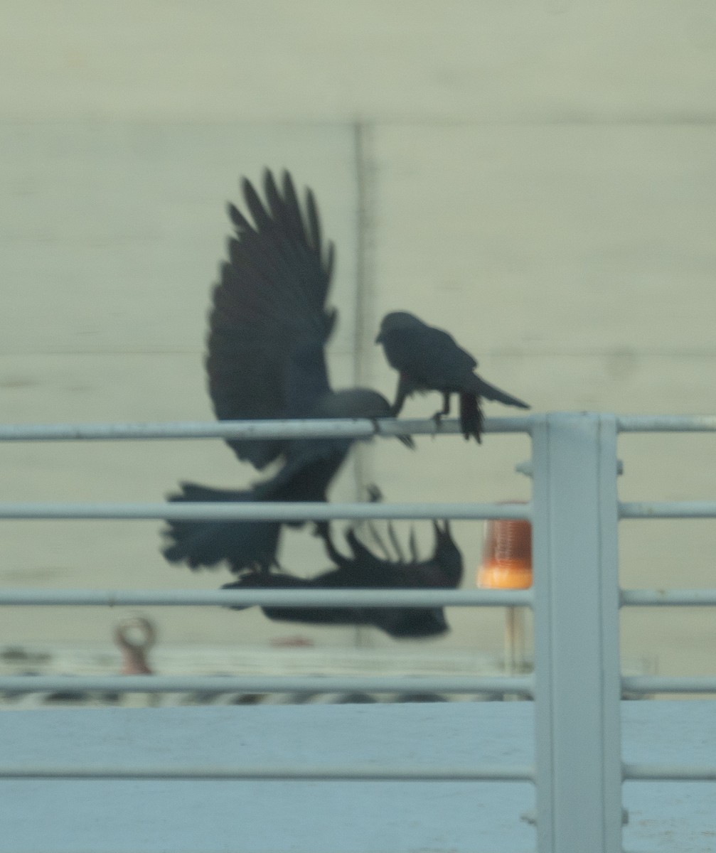 House Crow - ML635278327