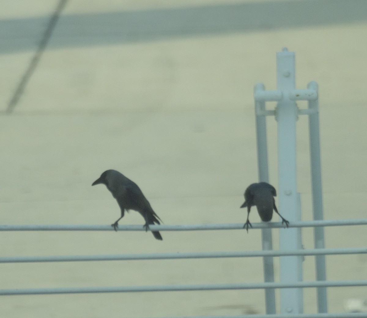 House Crow - ML635278329