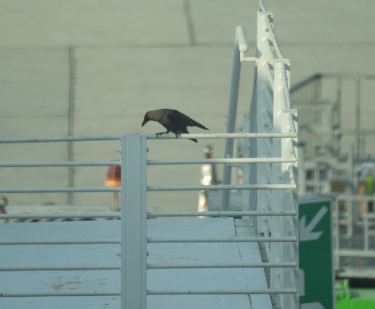 House Crow - ML635278330