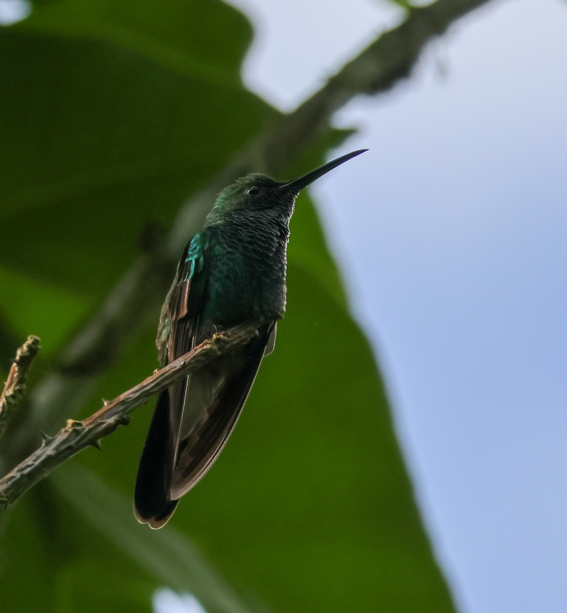 Colibri de Buffon - ML635278340
