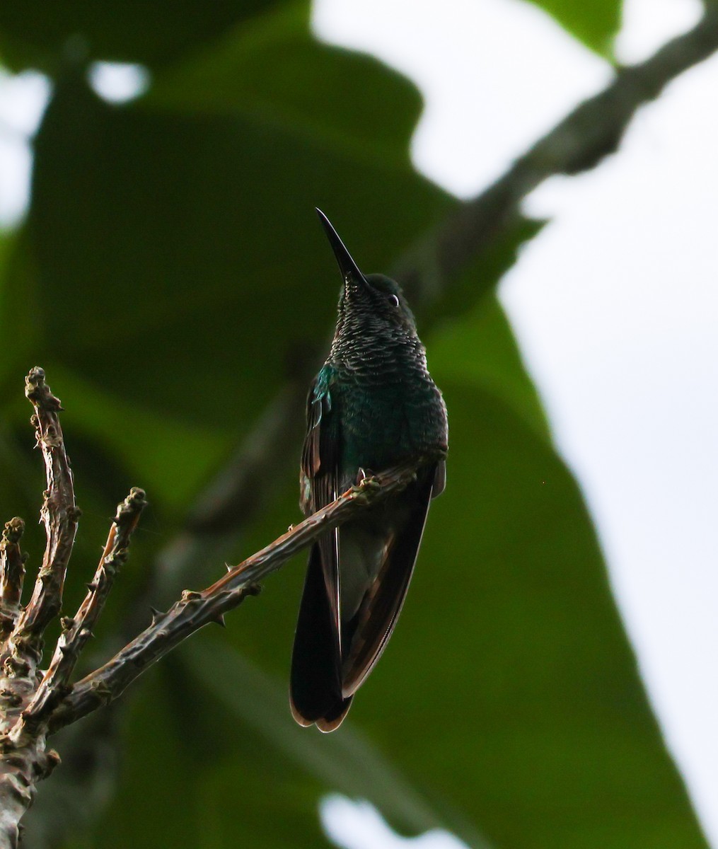 Colibri de Buffon - ML635278341