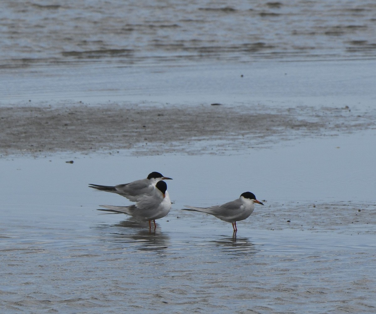 Common Tern - ML635278342