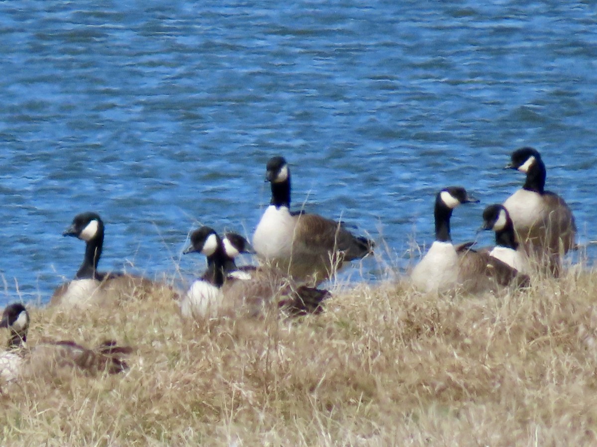 Branta kanadar txikia - ML635278349