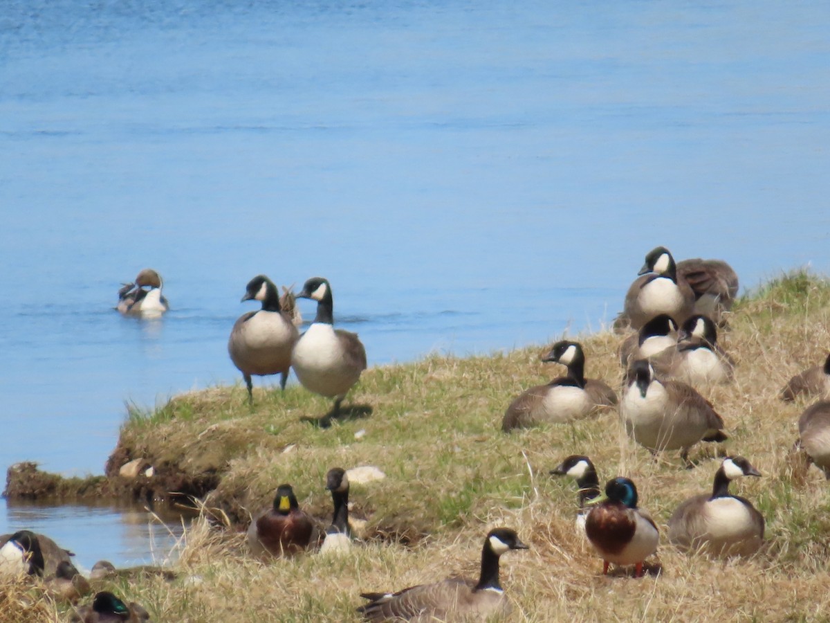 Branta kanadar txikia - ML635278350