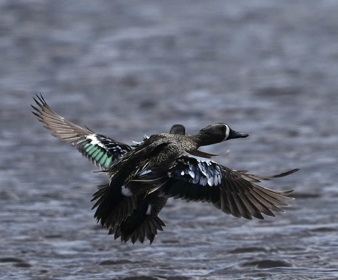 Blue-winged Teal - ML635278368