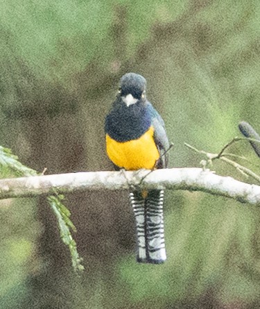 Gartered Trogon - ML635278369