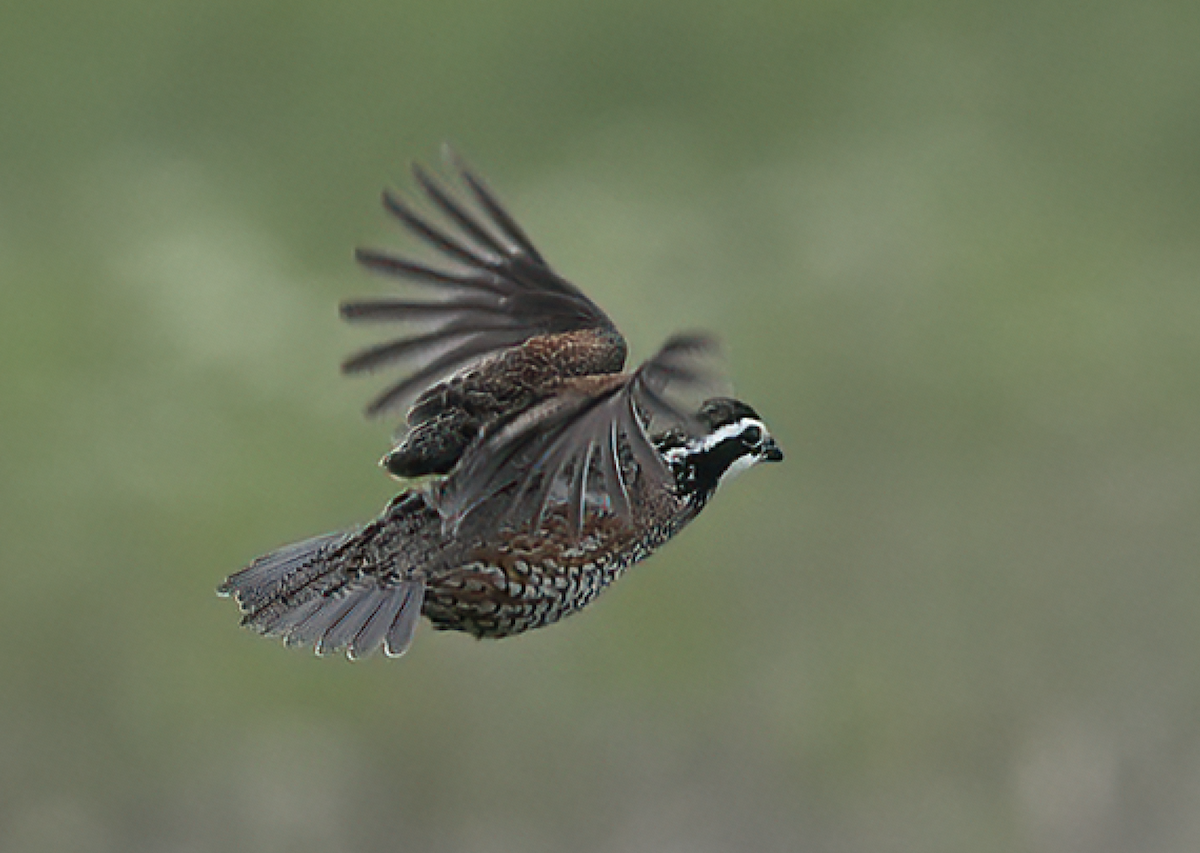 Northern Bobwhite - ML635278423