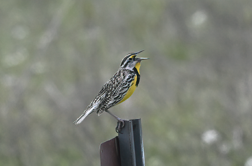 Eastern Meadowlark - ML635278458