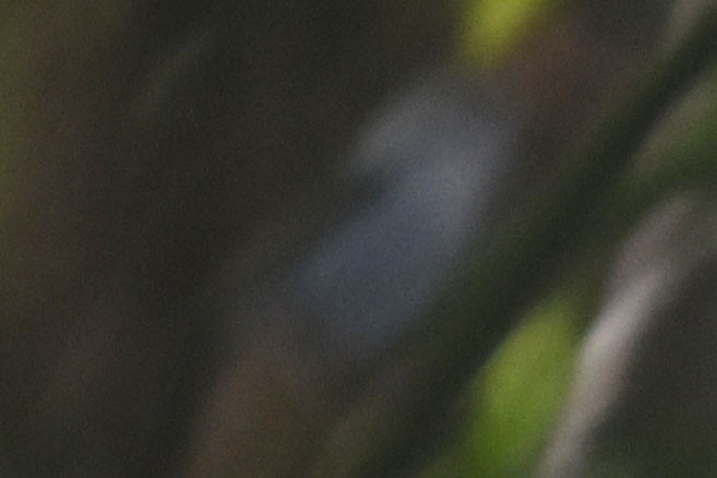 Broad-billed Fairywren - ML635278484