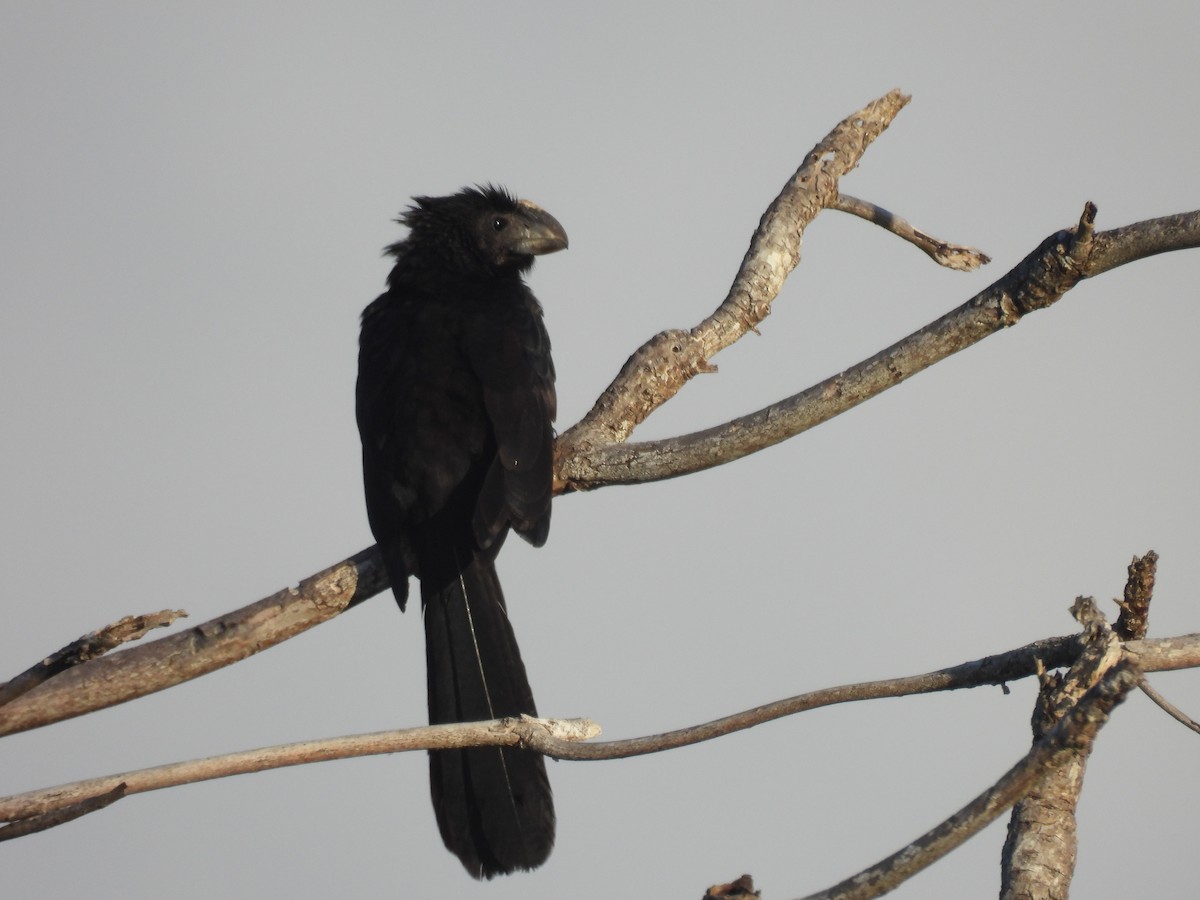 Smooth-billed Ani - ML635278488