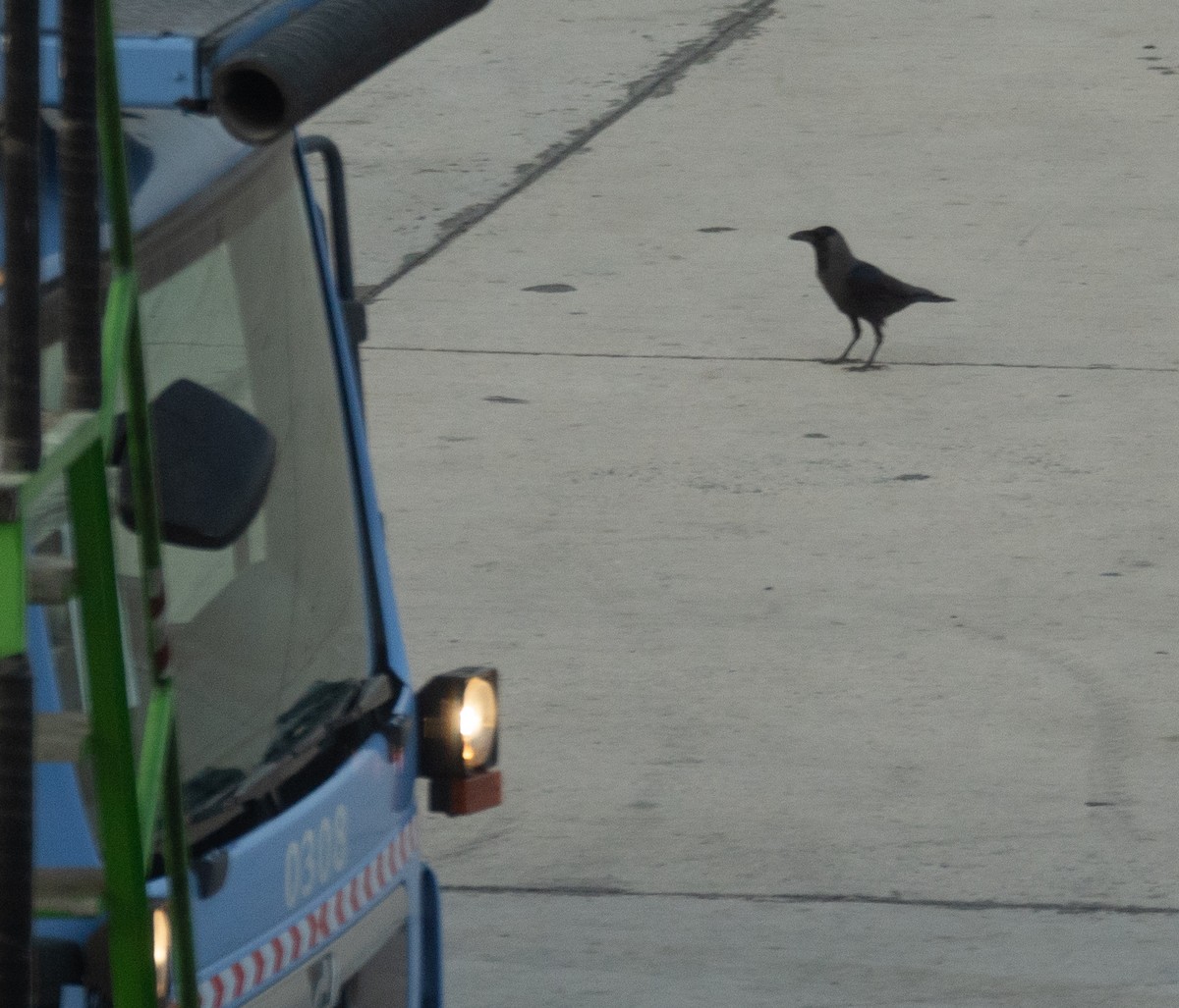 House Crow - ML635278549