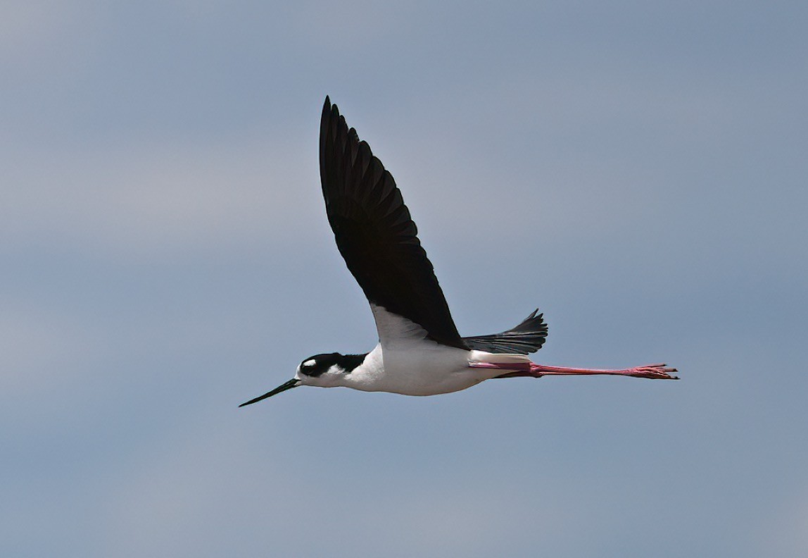 Black-necked Stilt - ML635278604