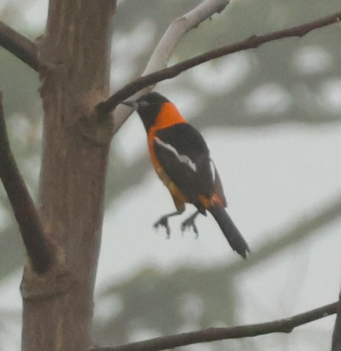 Venezuelan Troupial - ML635278617