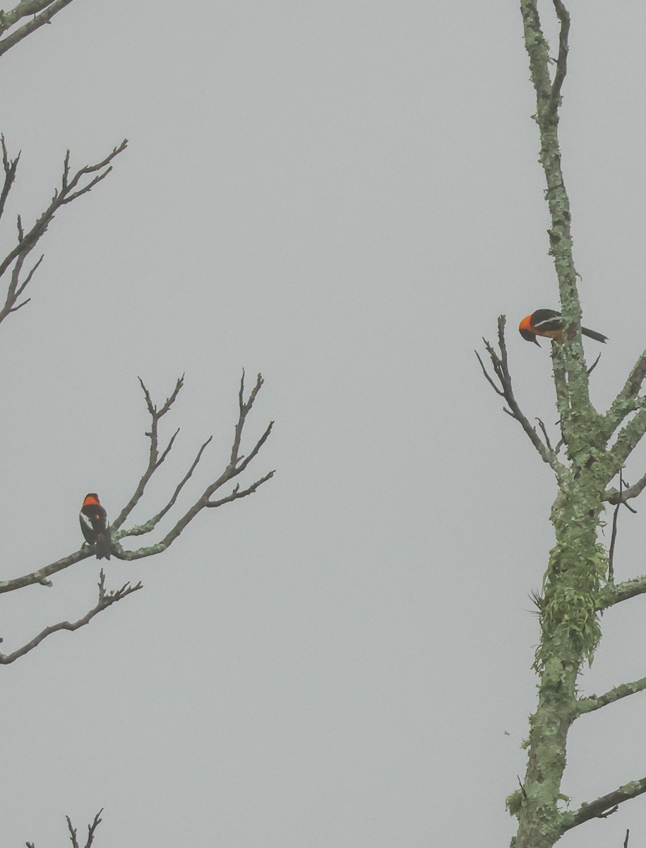 Venezuelan Troupial - ML635278619