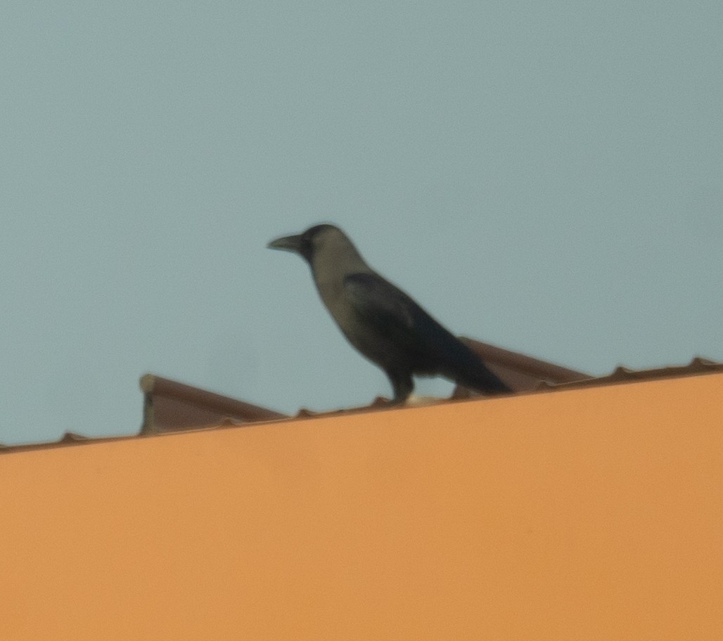 House Crow - ML635278632