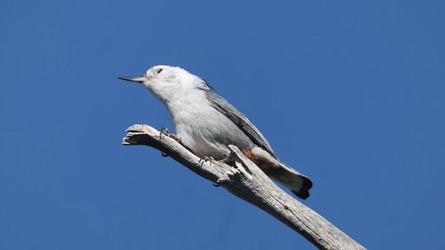 White-breasted Nuthatch - ML635278636