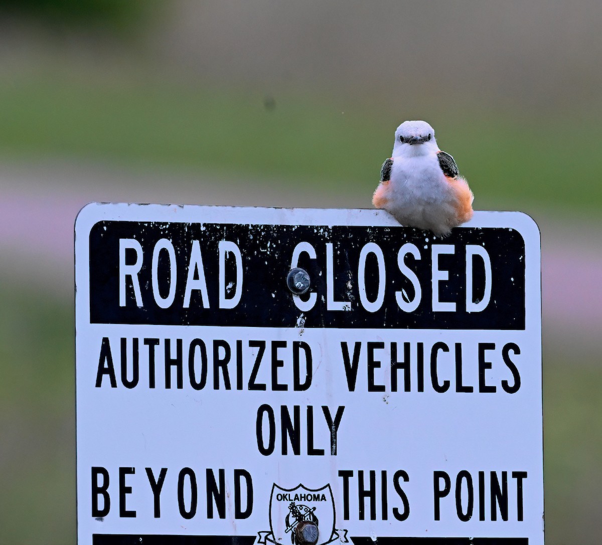 Scissor-tailed Flycatcher - ML635278713
