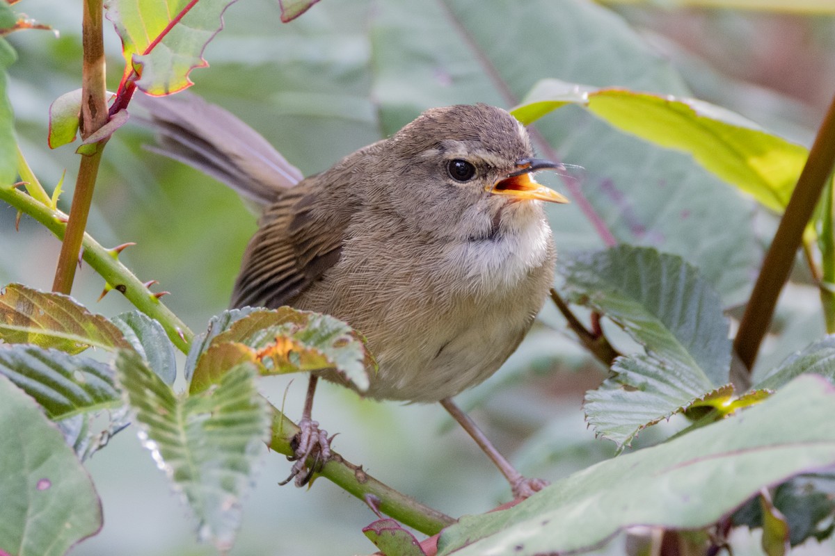 Aberrant Bush Warbler (Sunda) - ML635278714