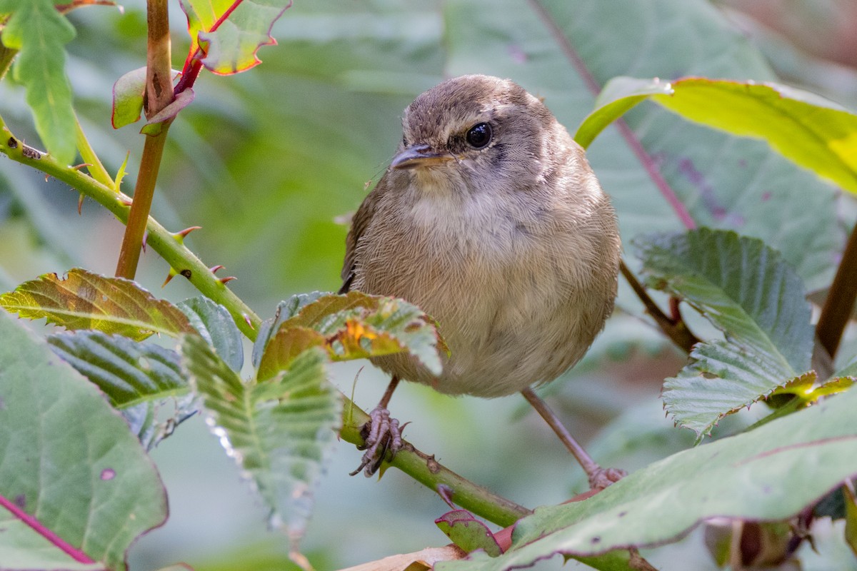 Aberrant Bush Warbler (Sunda) - ML635278715