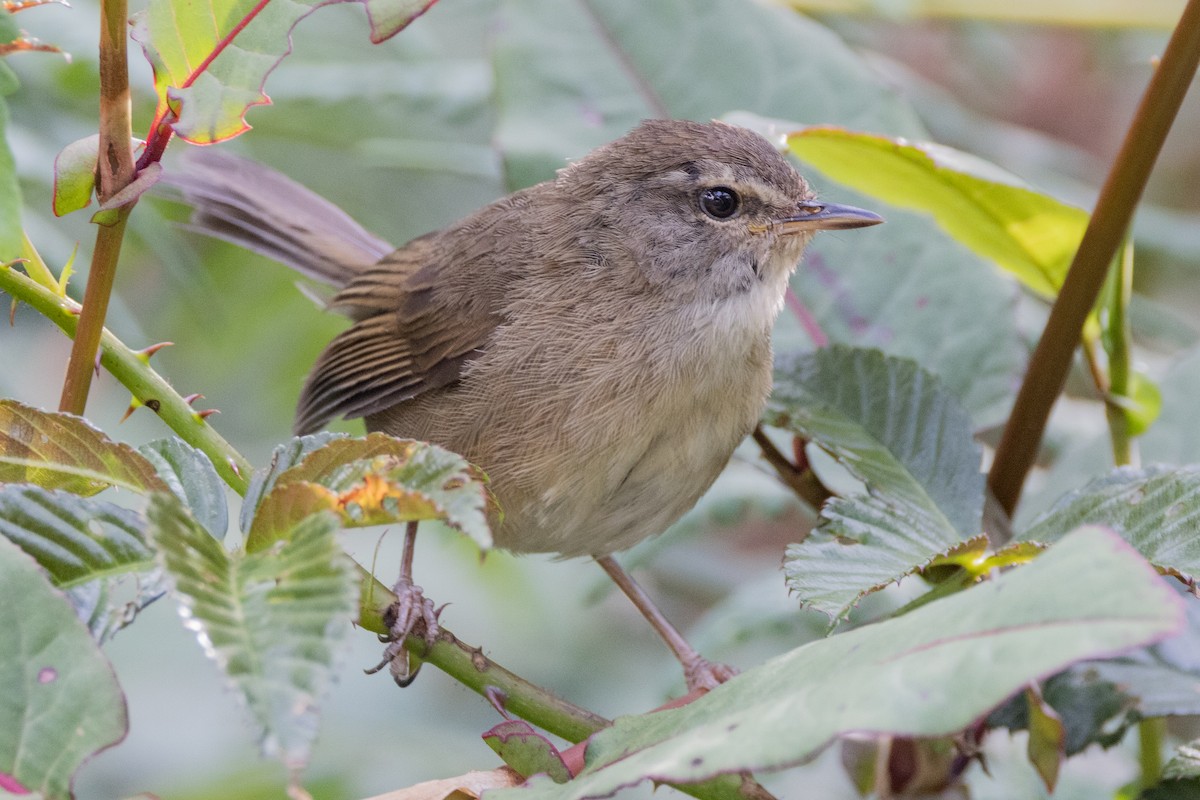 Aberrant Bush Warbler (Sunda) - ML635278717