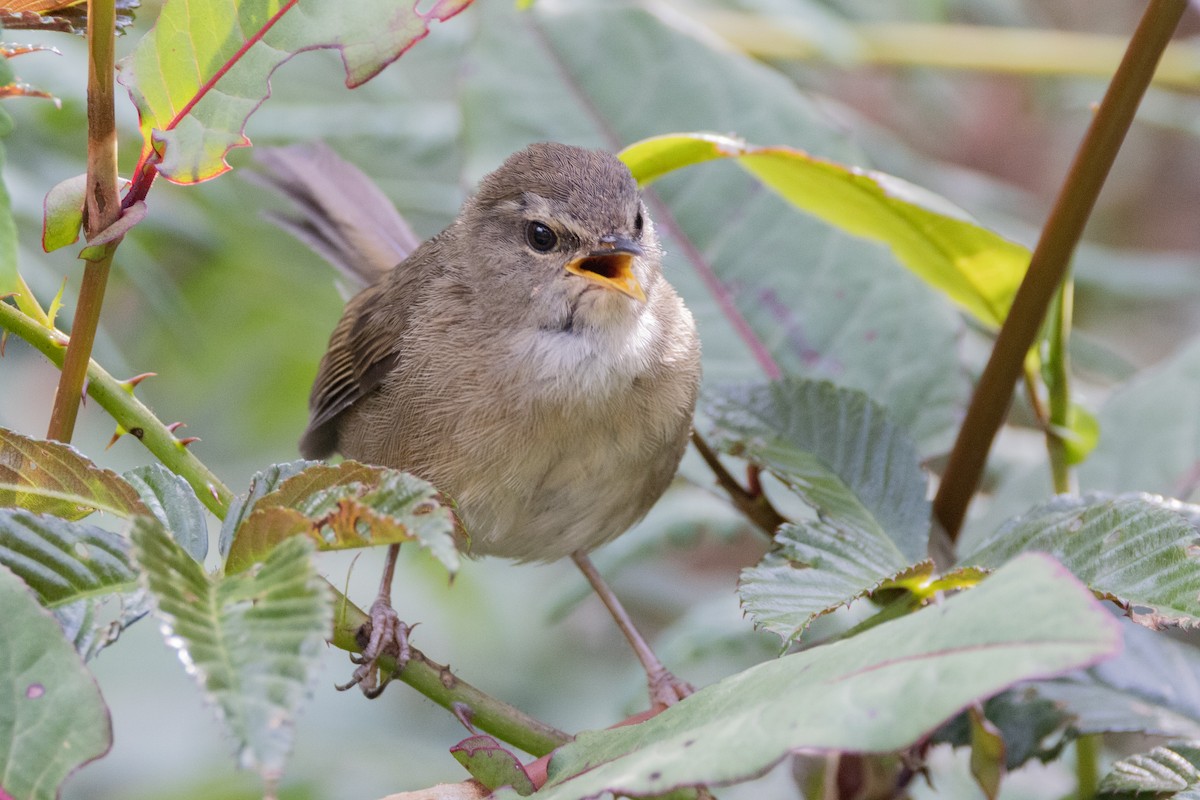 Aberrant Bush Warbler (Sunda) - ML635278718
