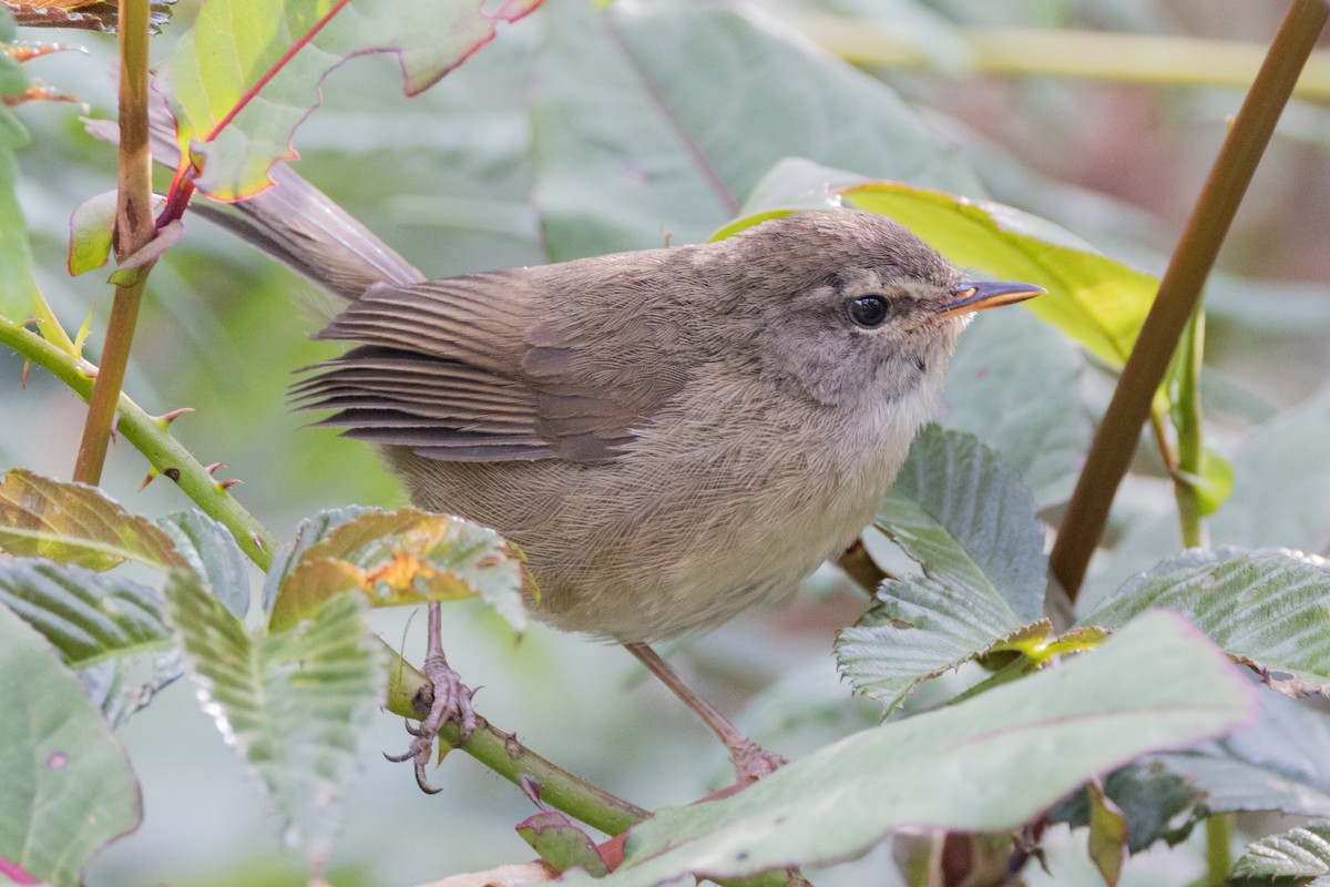 Aberrant Bush Warbler (Sunda) - ML635278719