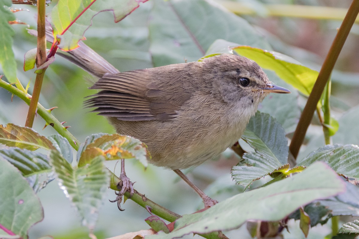 Aberrant Bush Warbler (Sunda) - ML635278720