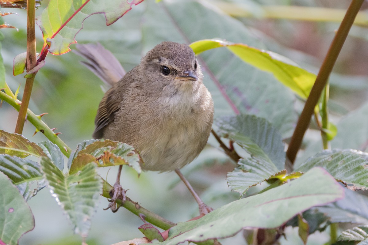 Aberrant Bush Warbler (Sunda) - ML635278721