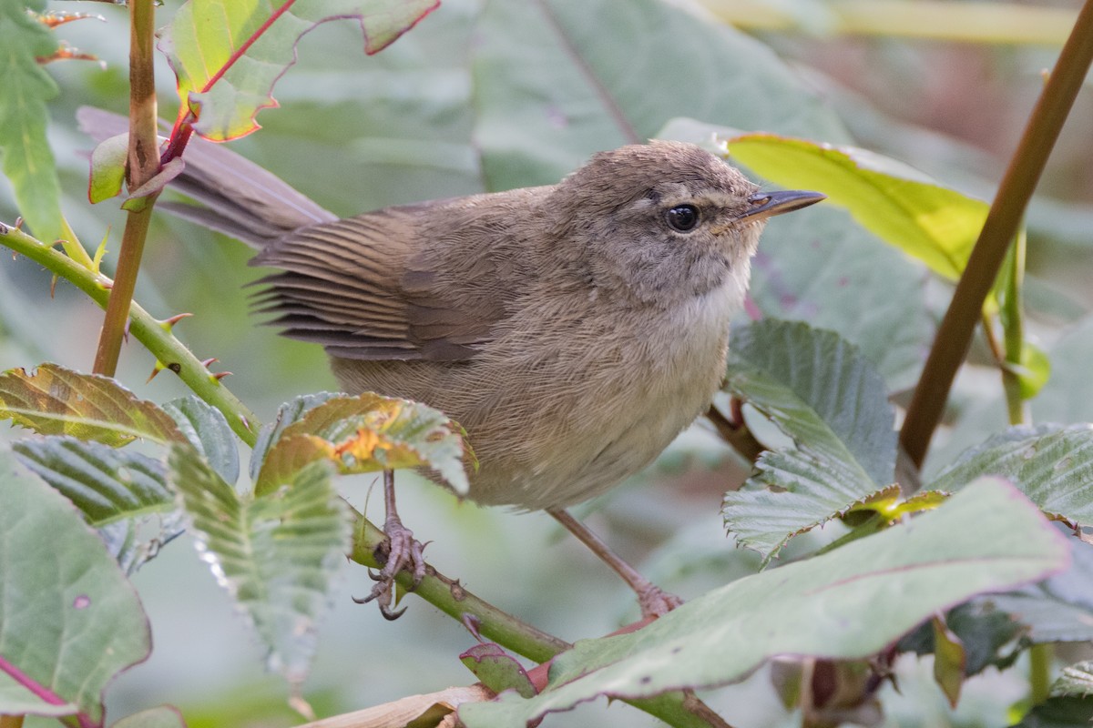 Aberrant Bush Warbler (Sunda) - ML635278722