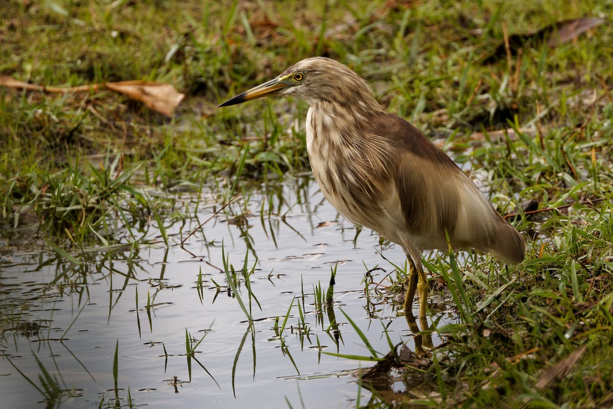 Indian Pond-Heron - ML635278820