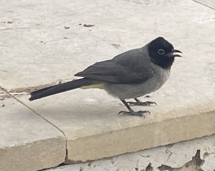 בולבול ממושקף - ML635278827