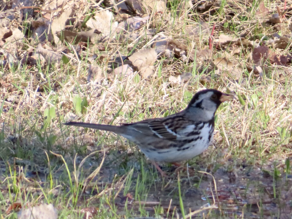 Harris's Sparrow - ML635278964