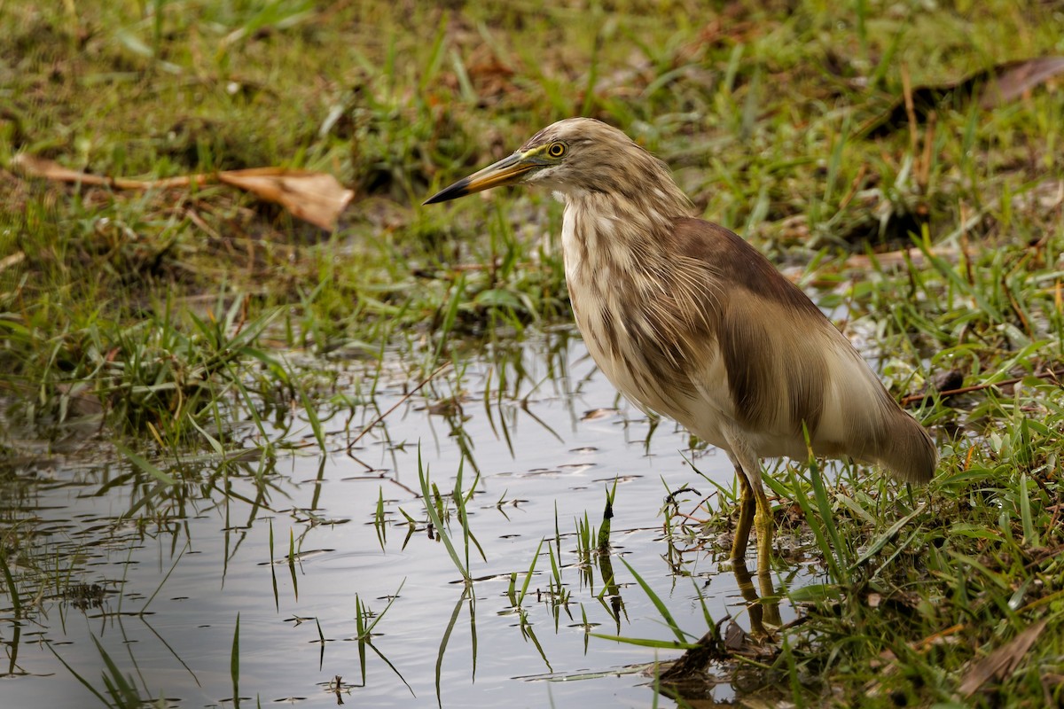 Indian Pond-Heron - ML635278978