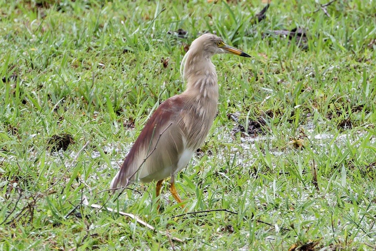 Indian Pond-Heron - ML635279057