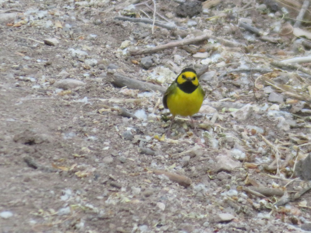 Hooded Warbler - ML635279082