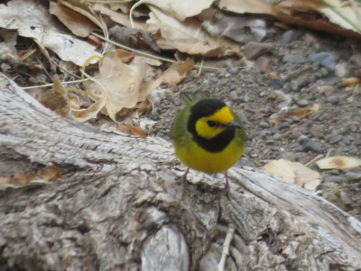 Hooded Warbler - ML635279097