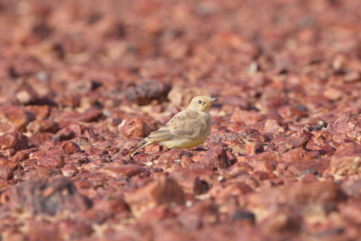 Gibberbird - ML635279109