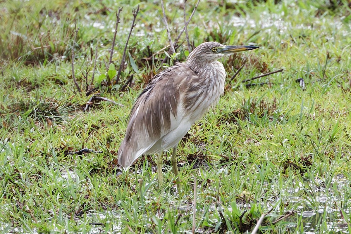 Indian Pond-Heron - ML635279111
