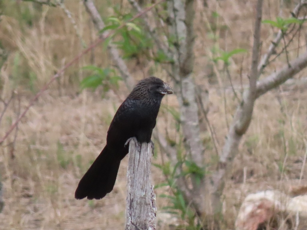Smooth-billed Ani - ML635279152