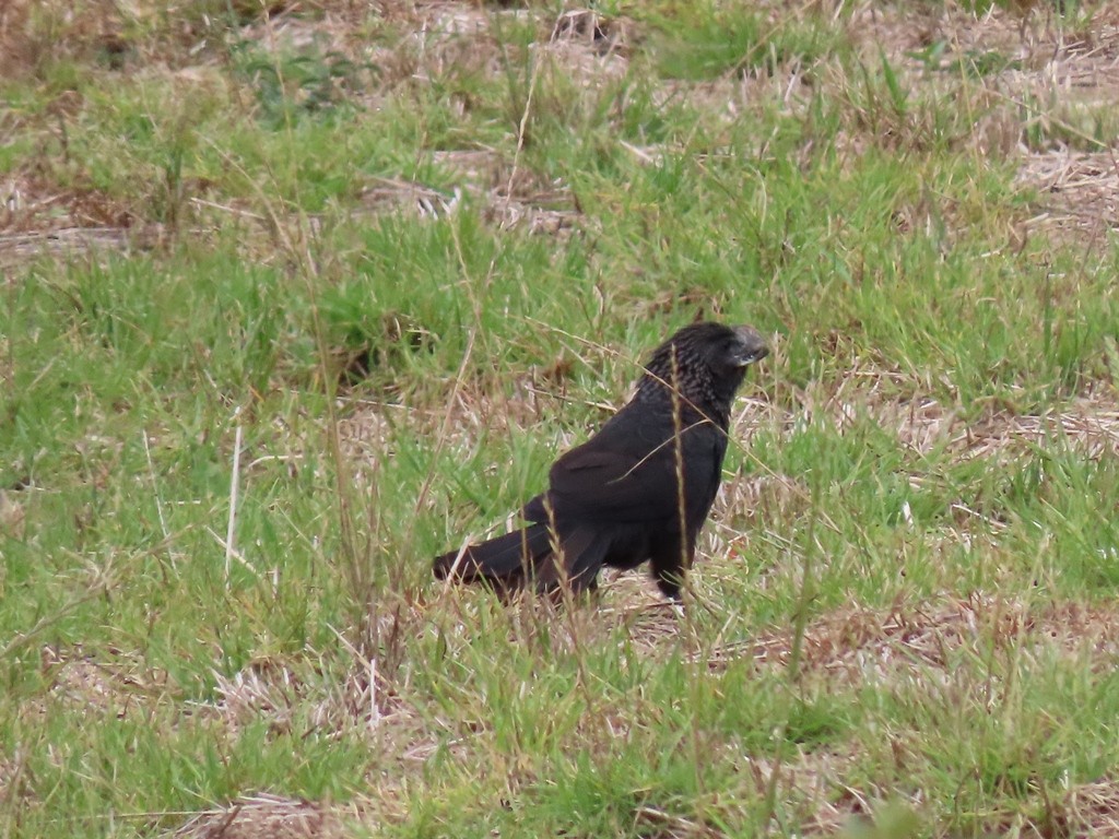 Smooth-billed Ani - ML635279153